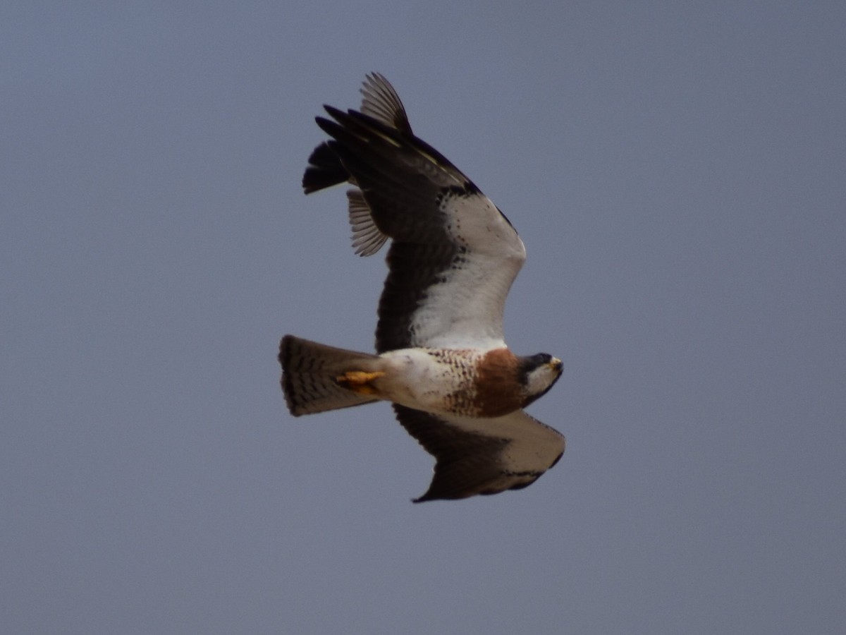 Канюк прерієвий - ML646490266