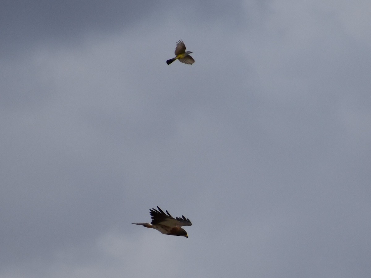 Канюк прерієвий - ML646490267