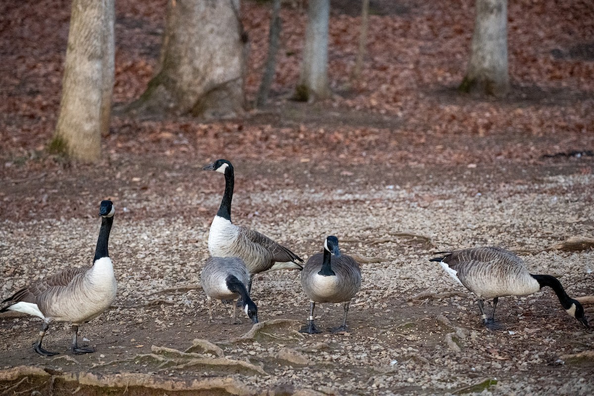 Казарка канадська - ML646490268