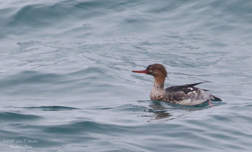 Крех середній - ML646490269