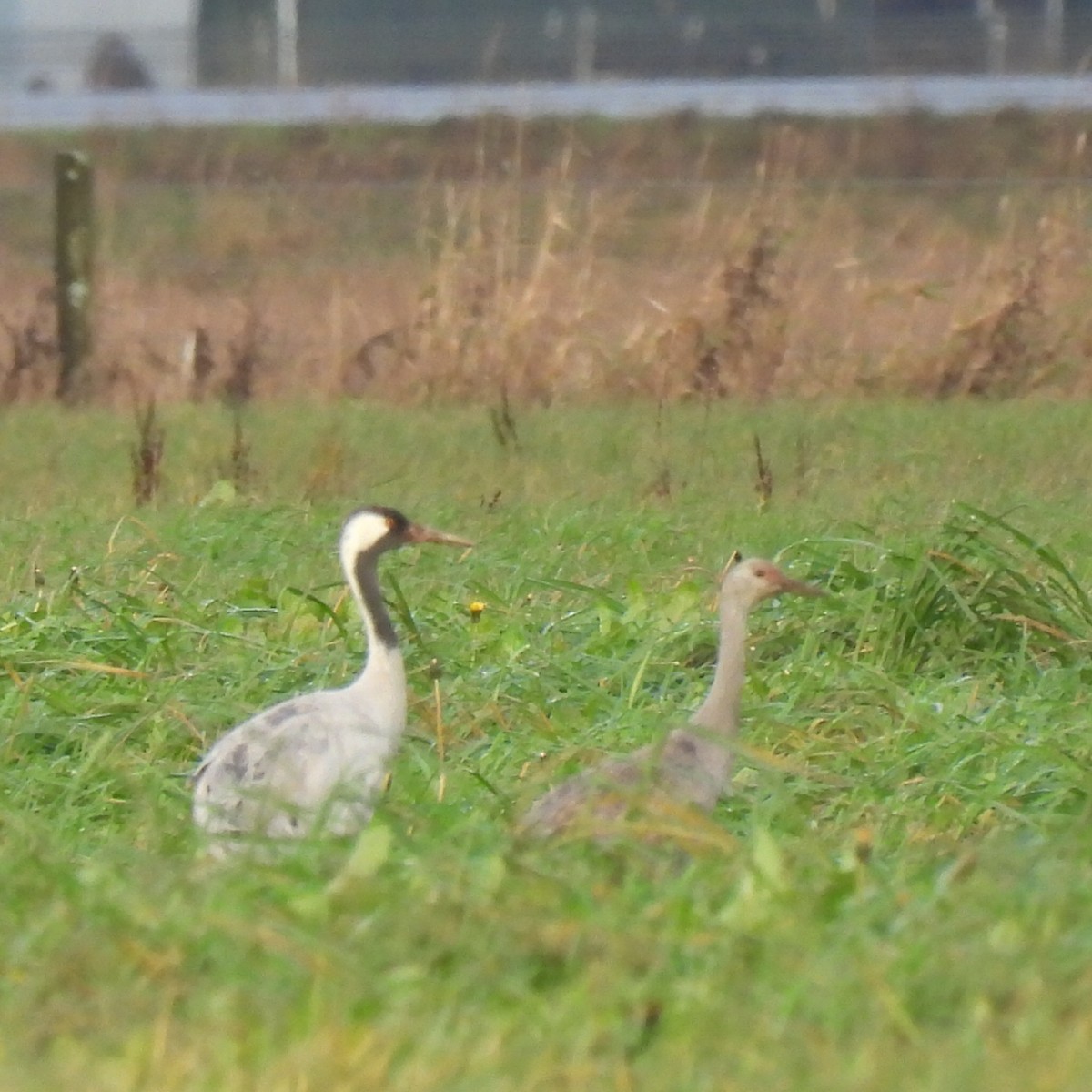 Серый журавль - ML646490271