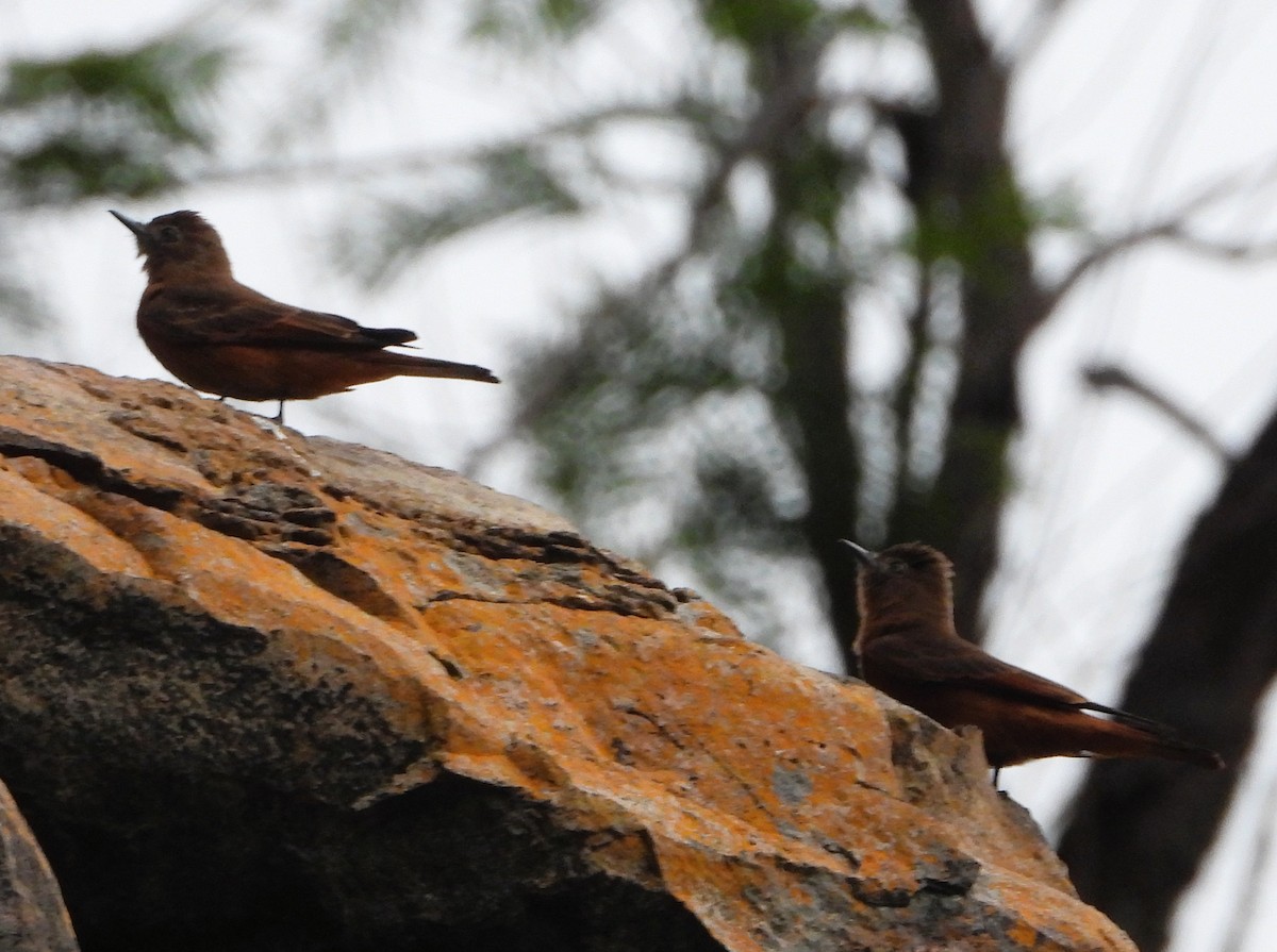 Біро великий - ML646490272