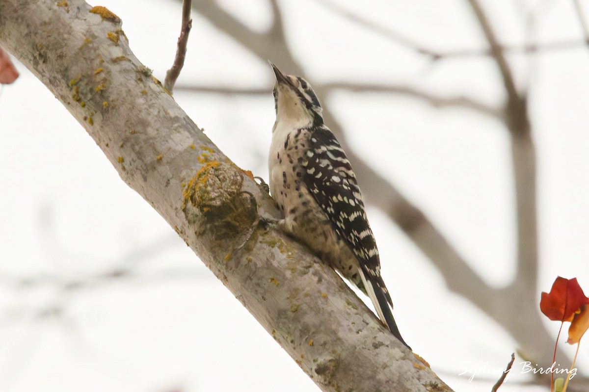 Дятел каліфорнійський - ML646490273