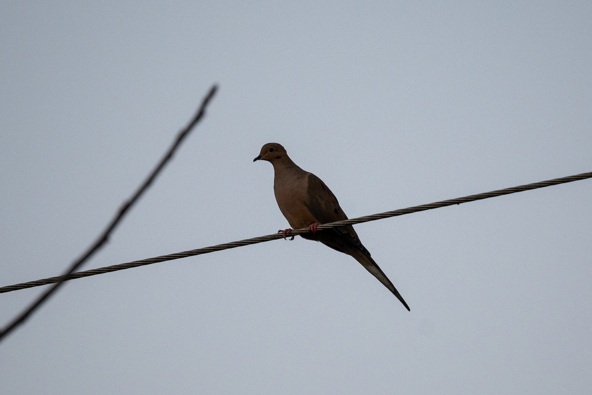 Зенаїда північна - ML646490276