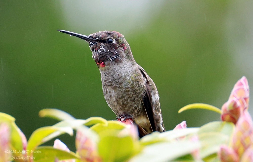 Каліпта рубіновоголова - ML646490277