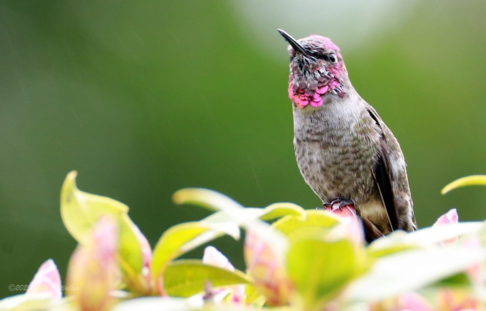 Каліпта рубіновоголова - ML646490278