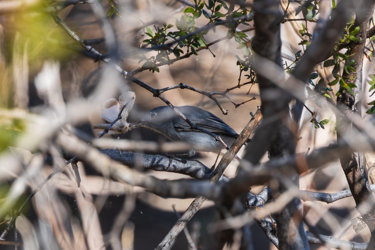 Комароловка сиза - ML646490279