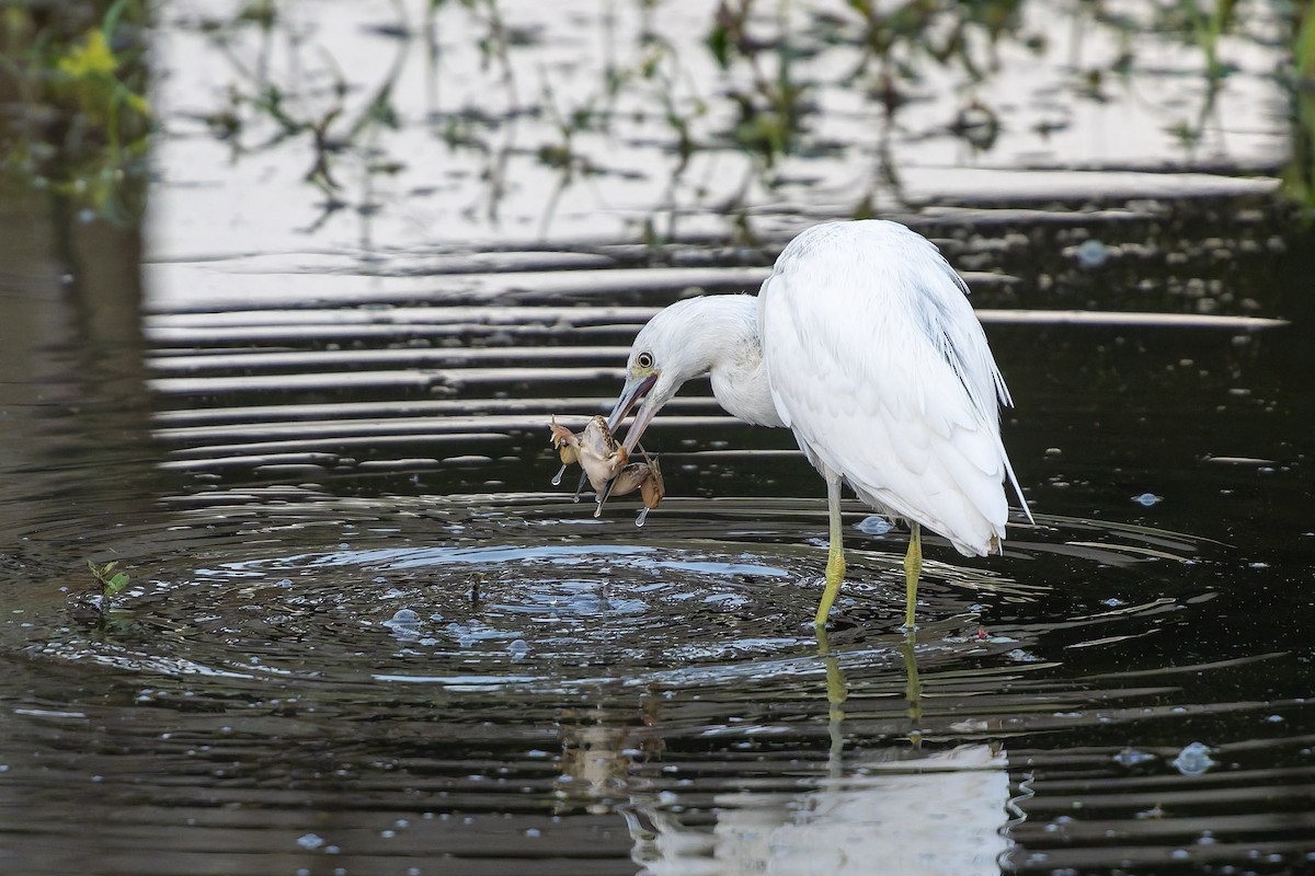 Чепура блакитна - ML646490280