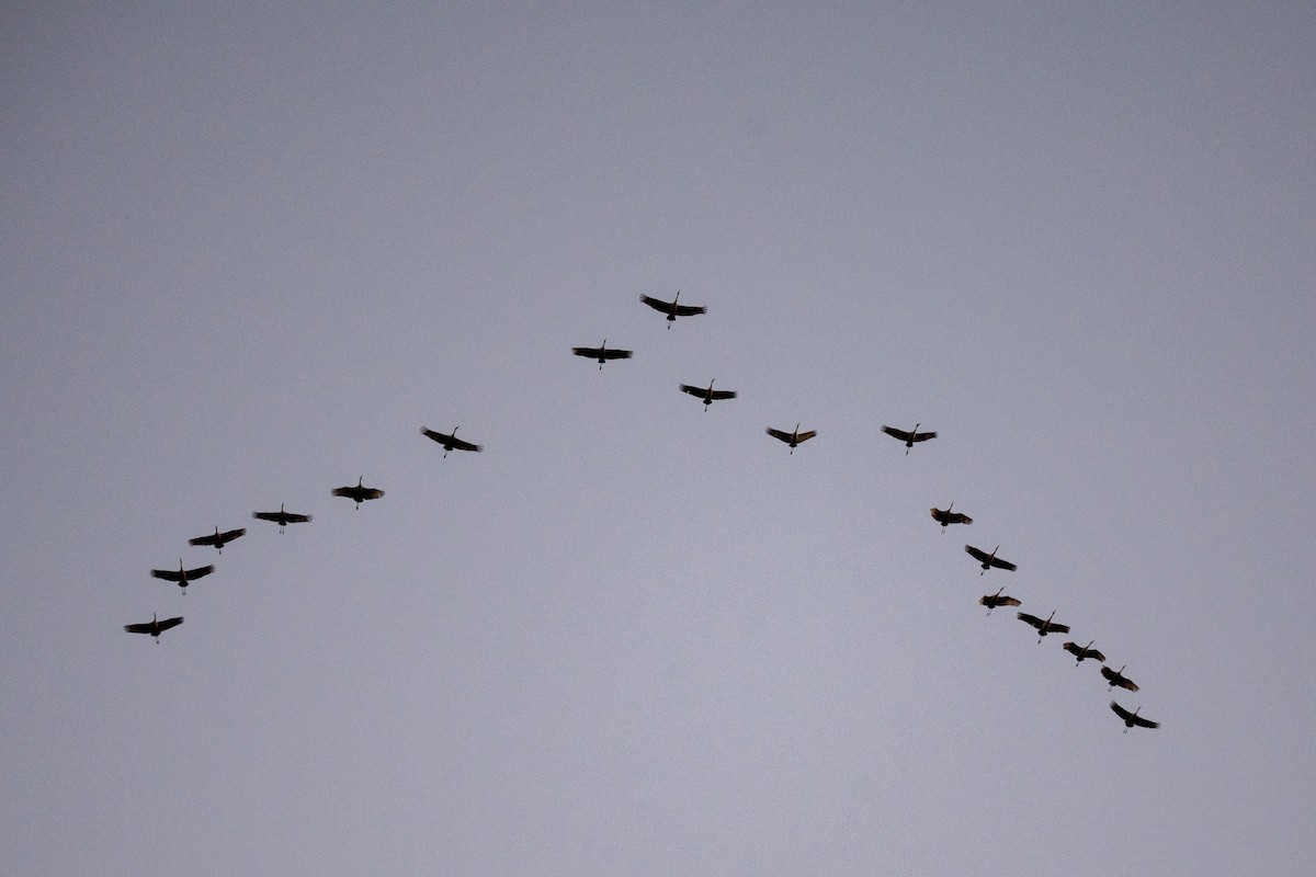 Журавель канадський - ML646490281