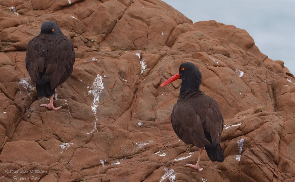 Кулик-сорока чорний - ML646490282