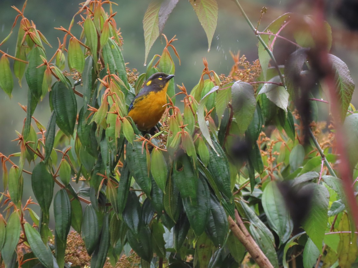 Андагра сиза - ML646490283