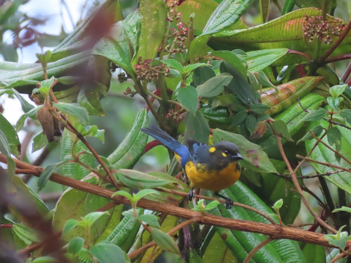 Андагра сиза - ML646490284