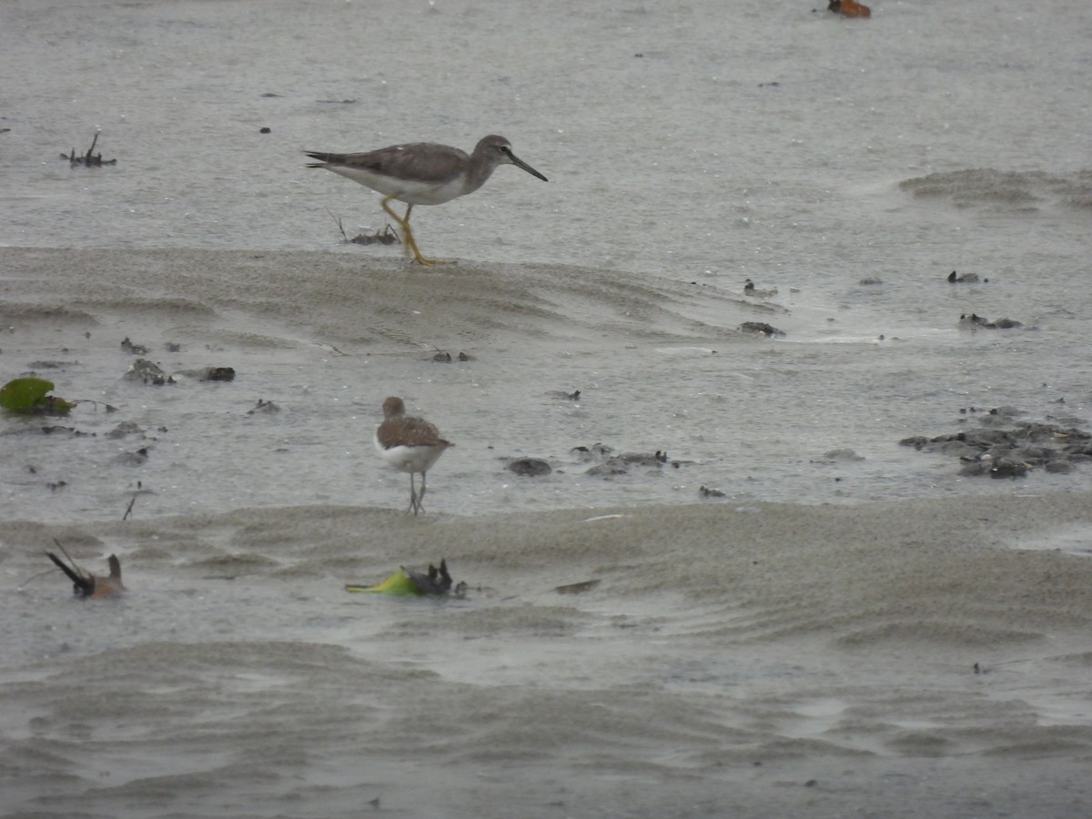 Gray-tailed Tattler - ML646490291