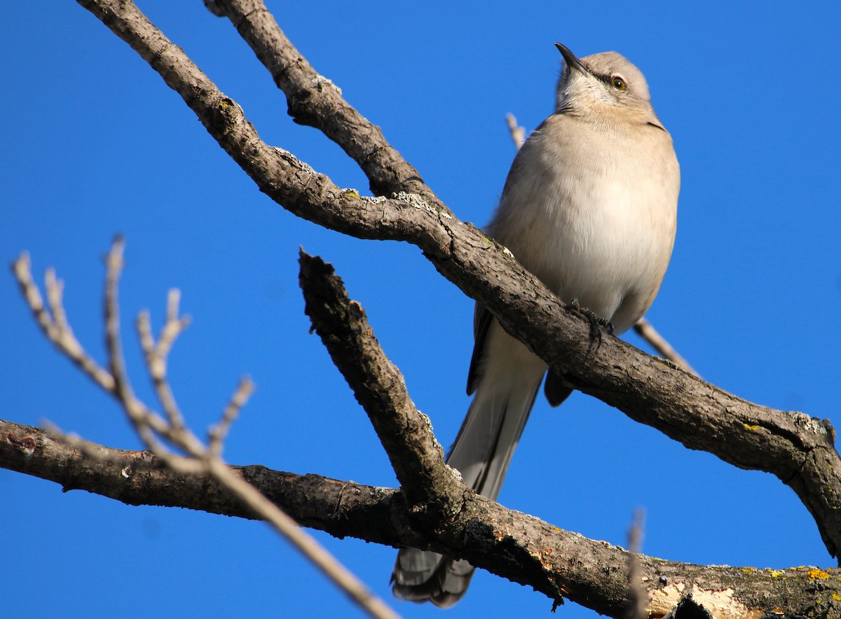Northern Mockingbird - ML646490292