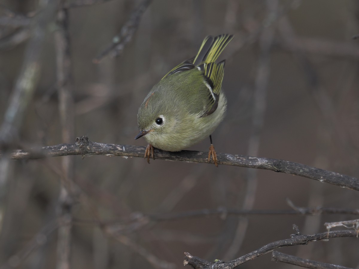 Ruby-crowned Kinglet - ML646490295