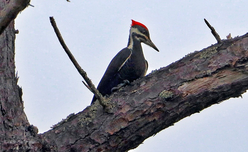 datel chocholatý - ML646490296