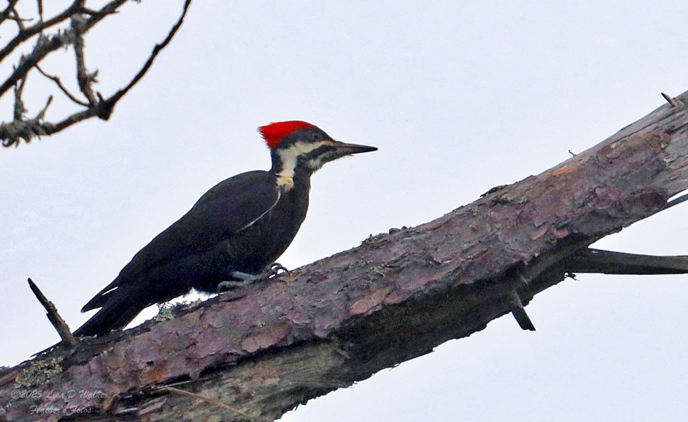 datel chocholatý - ML646490297