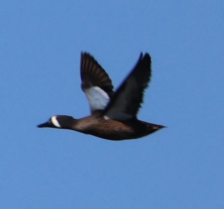 Blue-winged Teal - ML646490301