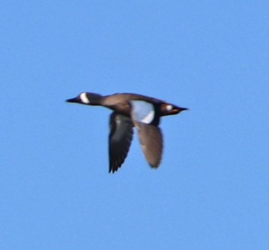 Blue-winged Teal - ML646490302
