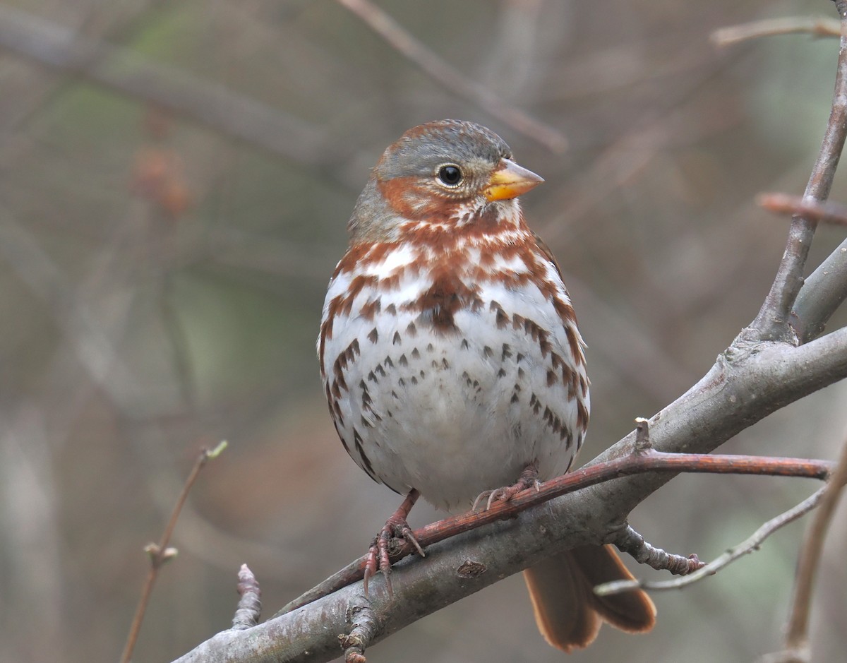 Fox Sparrow - ML646490304