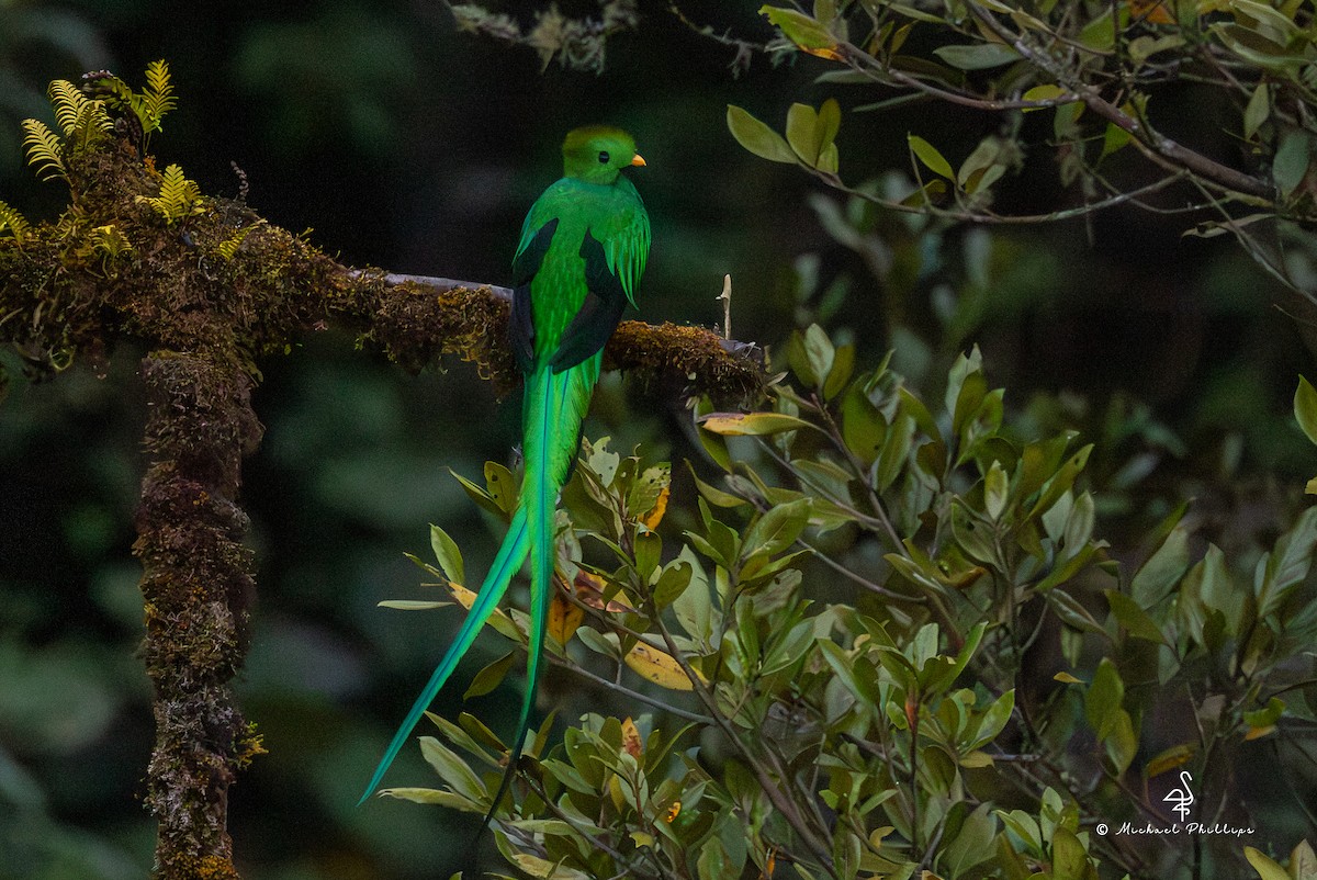 Resplendent Quetzal (Costa Rican) - ML646490305