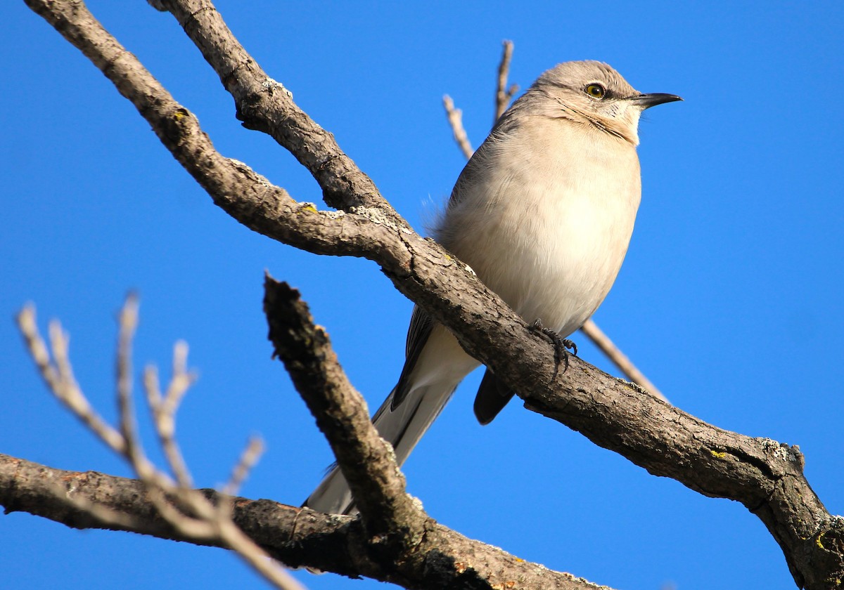 Northern Mockingbird - ML646490306