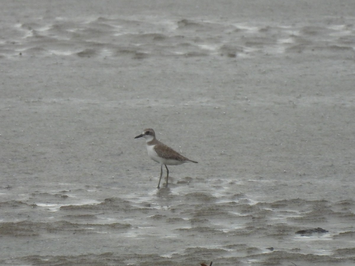 Пісочник товстодзьобий - ML646490309