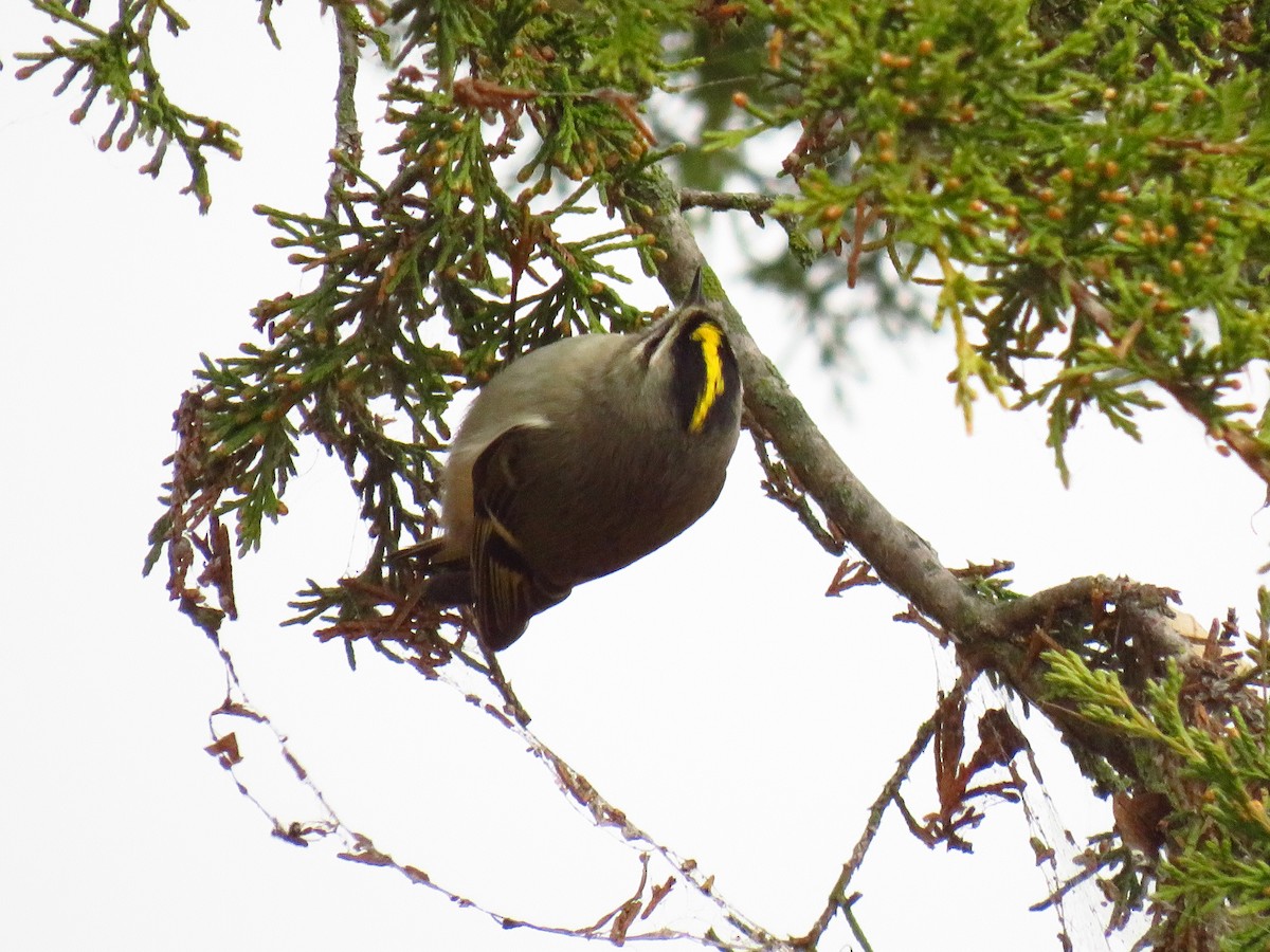Golden-crowned Kinglet - ML646490311