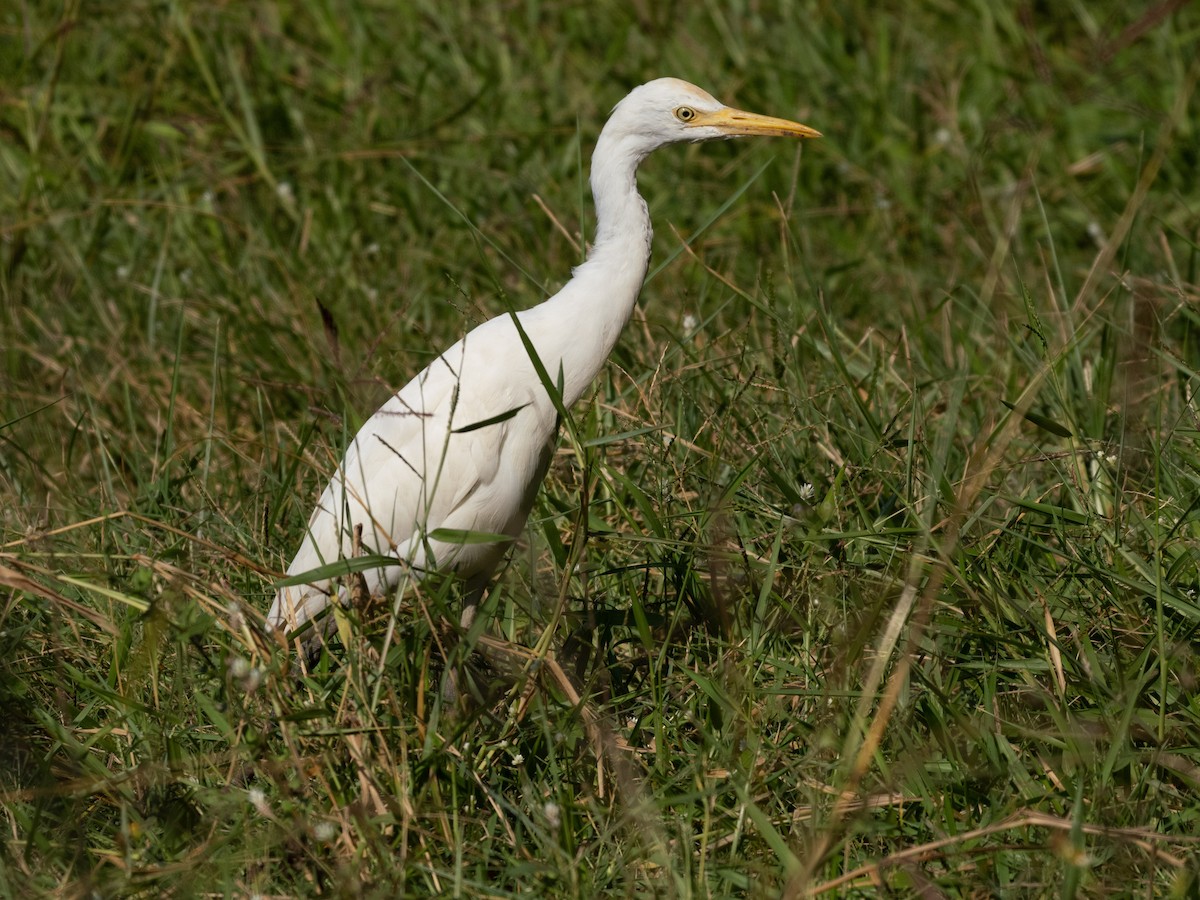 Eastern Cattle-Egret - ML646490315