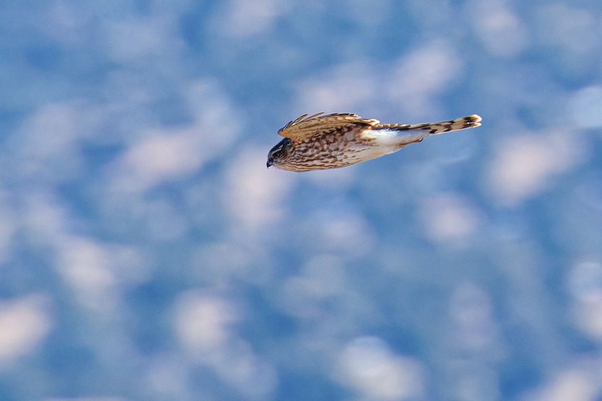 Gavilán Americano - ML646490316