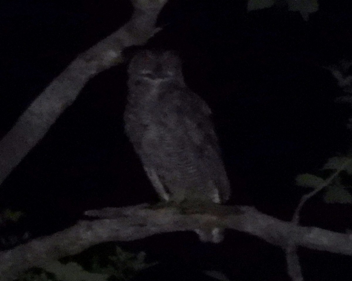 Great Horned Owl - ML646490317