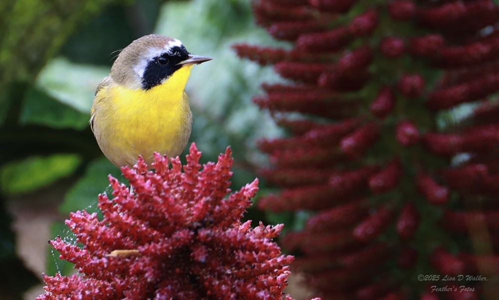 Common Yellowthroat - ML646490321