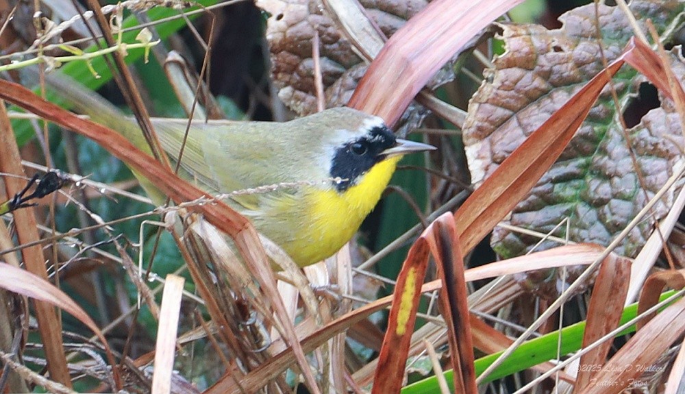 Common Yellowthroat - ML646490322
