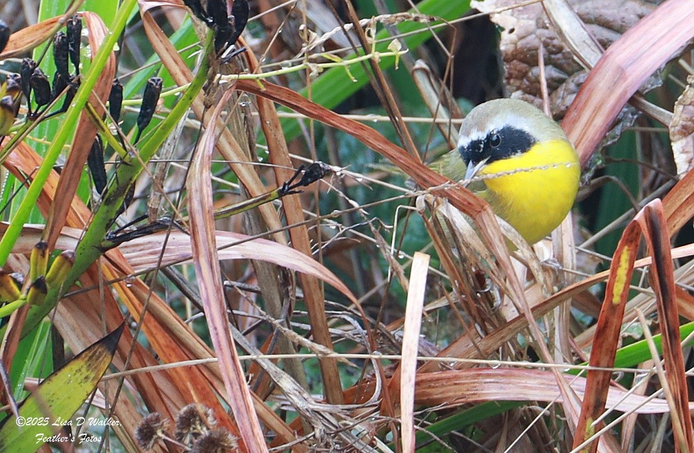 Common Yellowthroat - ML646490323