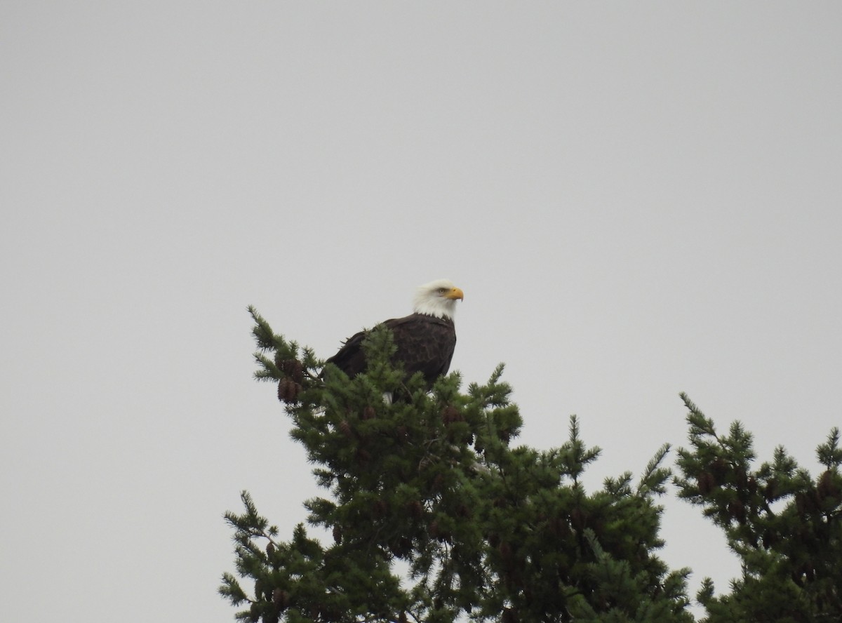 Bald Eagle - ML646490325