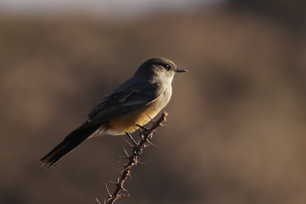 Say's Phoebe - ML646490326