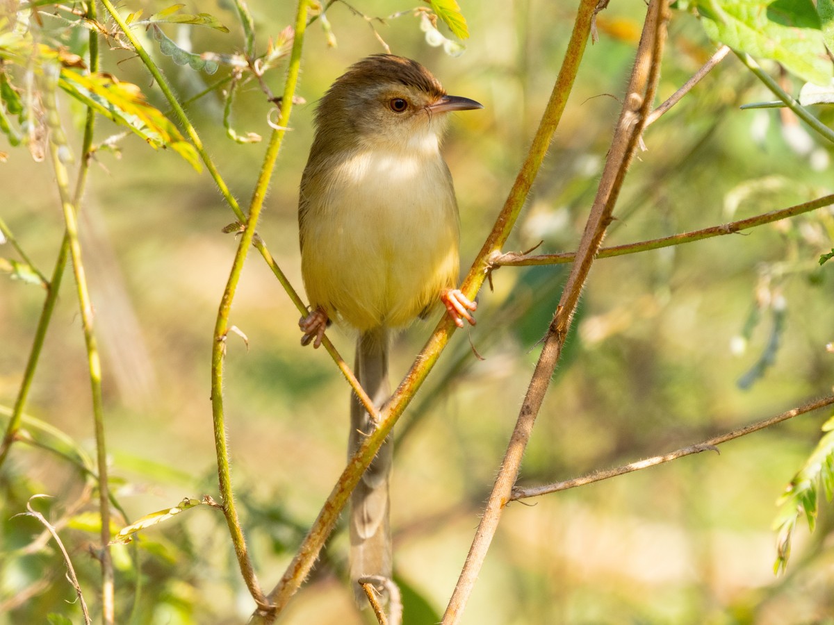 Plain Prinia - ML646490327
