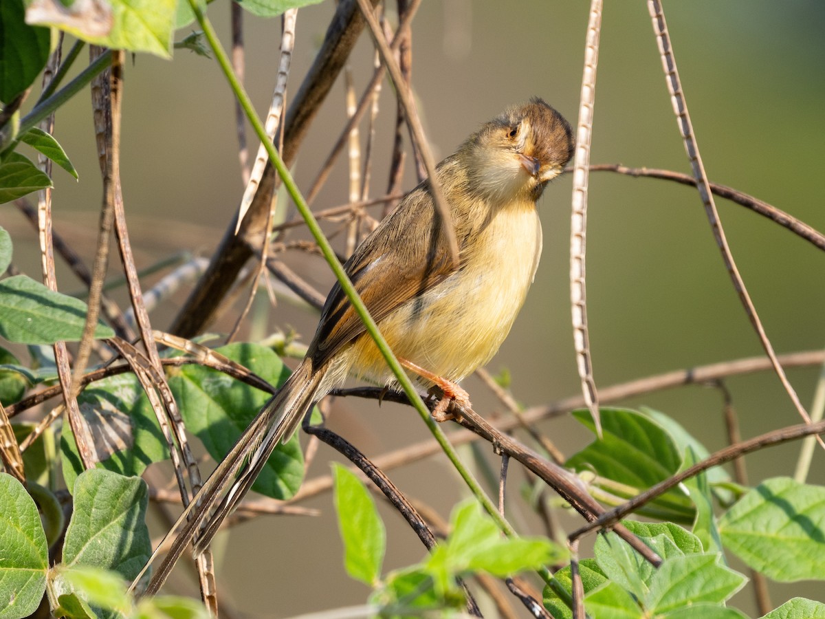 Plain Prinia - ML646490328