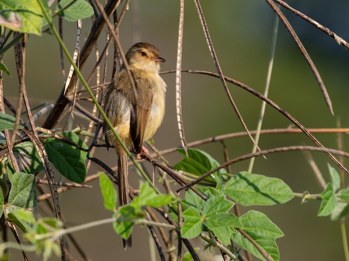 Plain Prinia - ML646490329