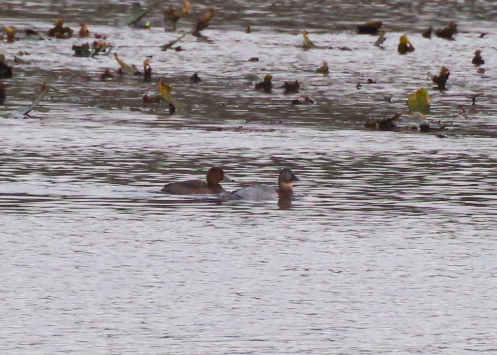 Redhead - ML646490350