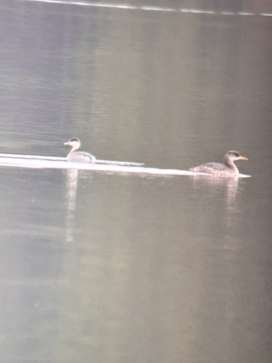 Red-necked Grebe - ML646490359