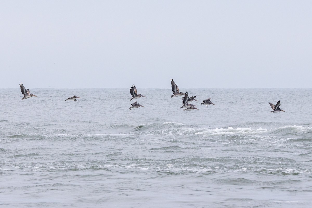 Brown Pelican - ML646490369