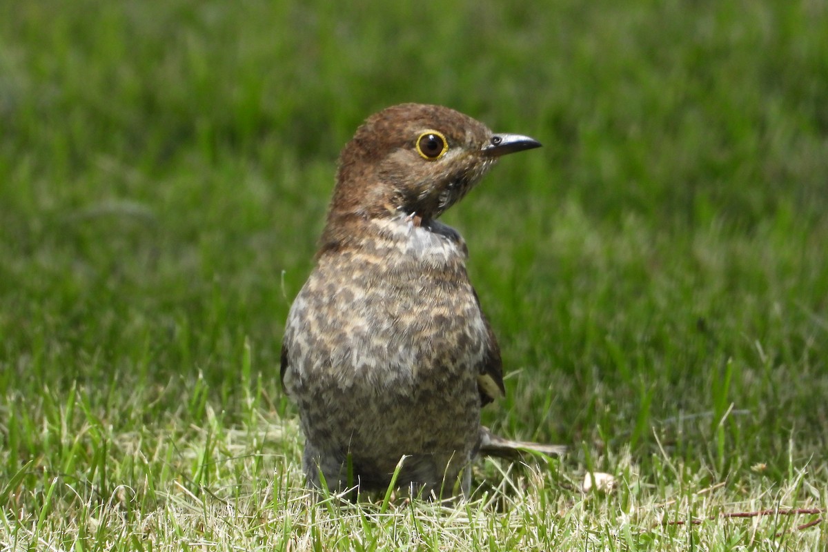 Fan-tailed Cuckoo - ML646490373