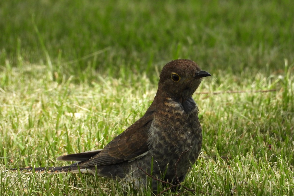 Fan-tailed Cuckoo - ML646490375