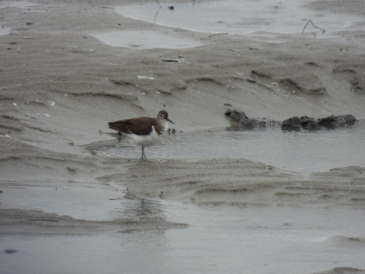 Набережник палеарктичний - ML646490380