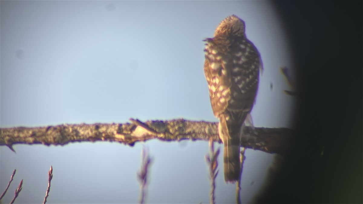 Sharp-shinned Hawk - ML646490387