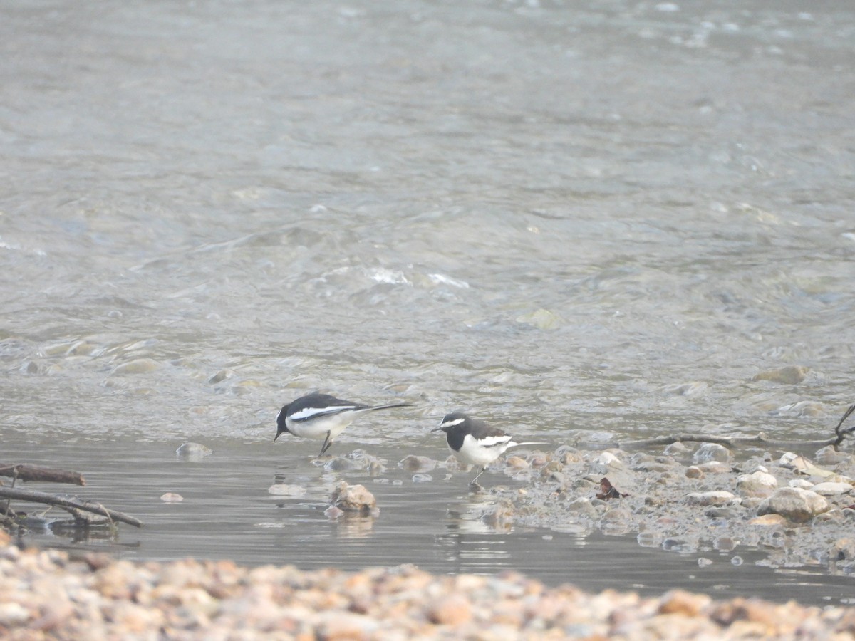 White-browed Wagtail - ML646490388