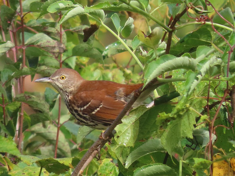 Kahverengi Çöpçü - ML646490393