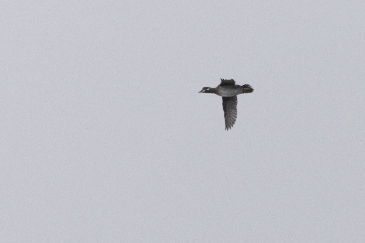 Harlequin Duck - ML646490395