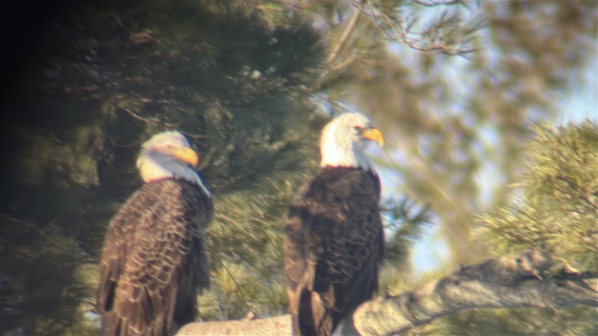 Bald Eagle - ML646490398